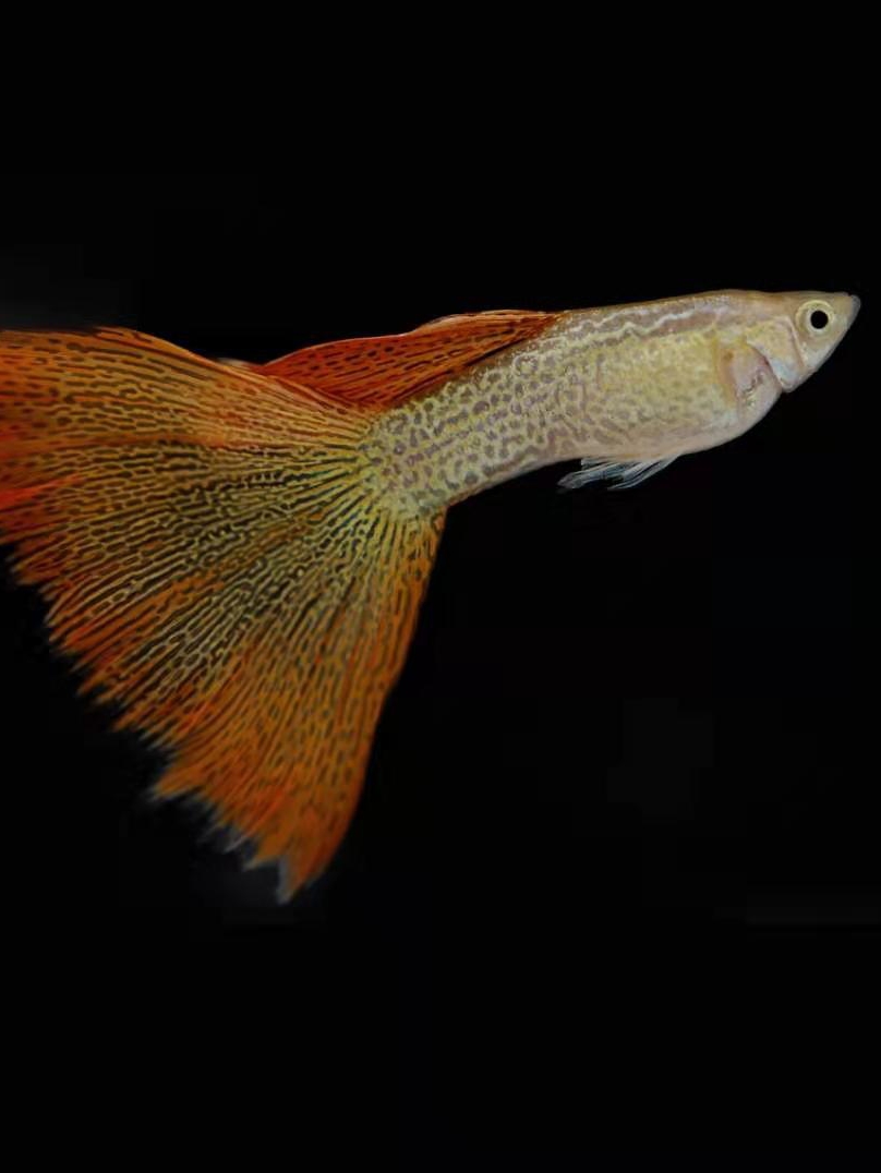 金属蕾丝孔雀活体凤尾鱼淡水纯种小型热带鱼观赏鱼鱼