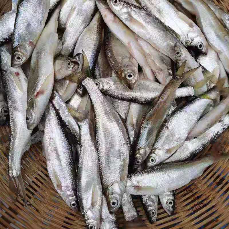 顺丰包邮微山湖野鱼白条鱼川条子鱼淡水鱼翘嘴鱼现淡水鱼类