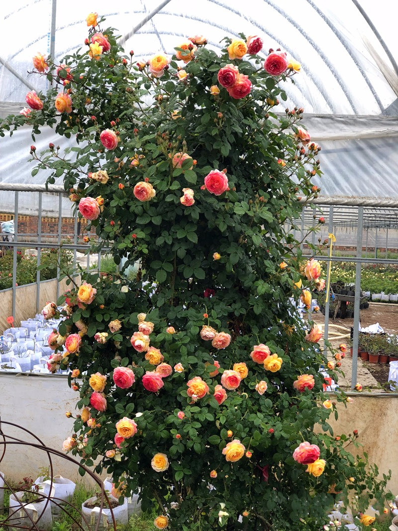 中苗虞城园艺爬藤月季詹森复色抗病植株强健花卉