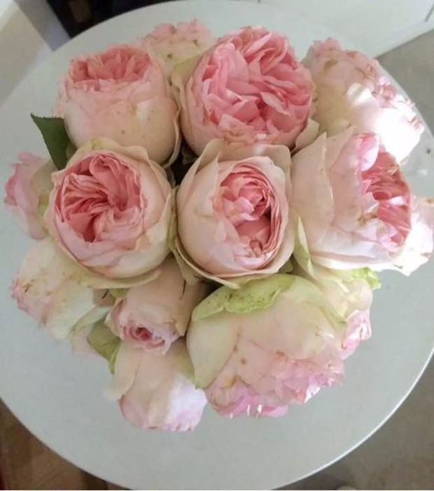 【虞城园艺】新品月季玫瑰 蒙娜丽莎 漂亮多花 大花耐热