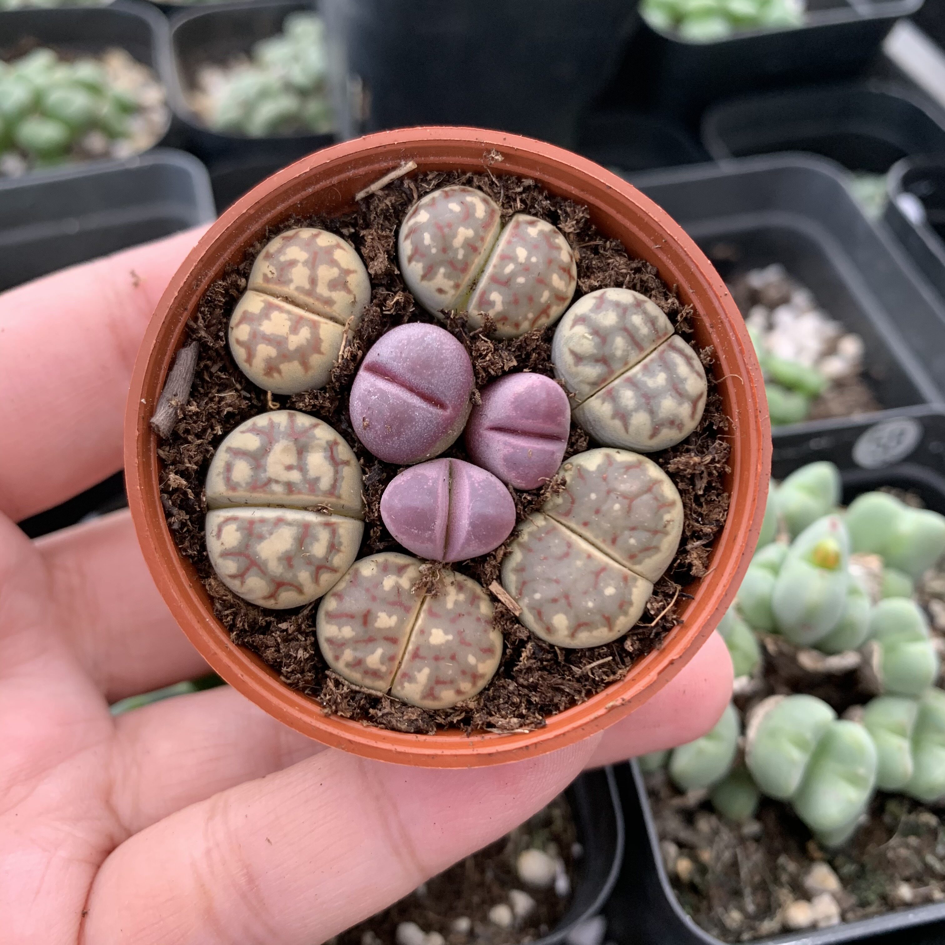 米修后花园多肉植物生石屁股花丽虹玉玉红大内多肉植物