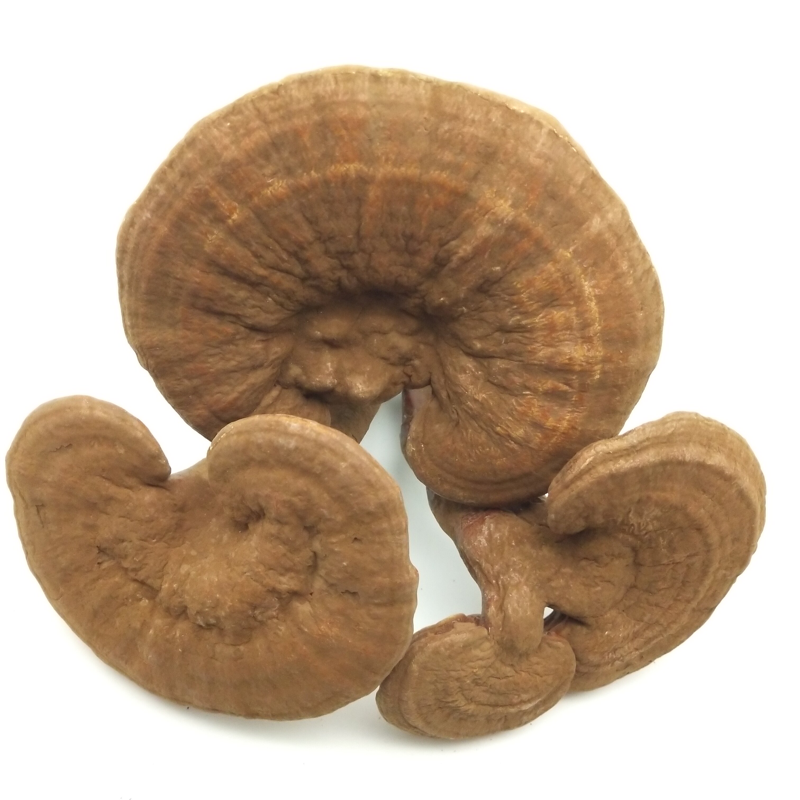 灵芝长白山紫芝赤灵野生环境种植孢子粉新货100克整枝灵芝