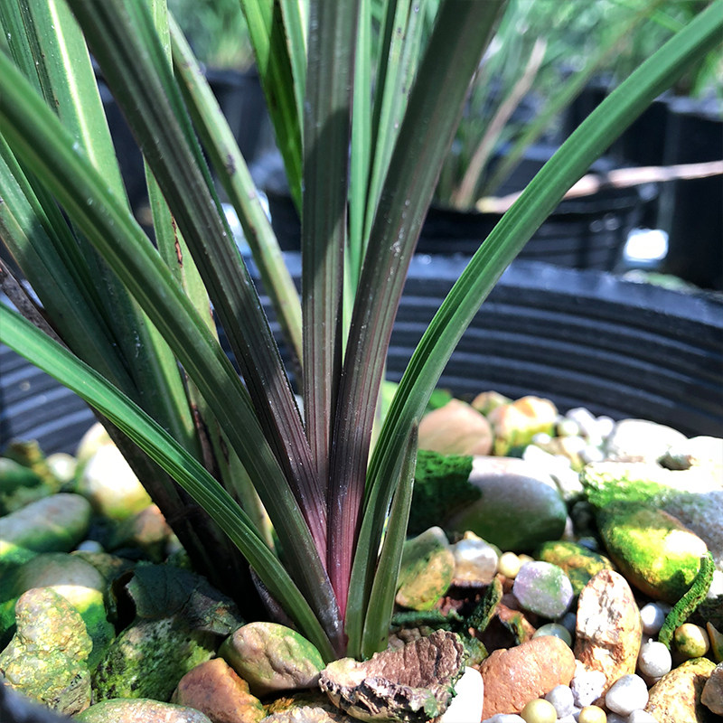 兰花花苗红香蕙兰红草品种红芽浓香好养花卉时令草本花卉