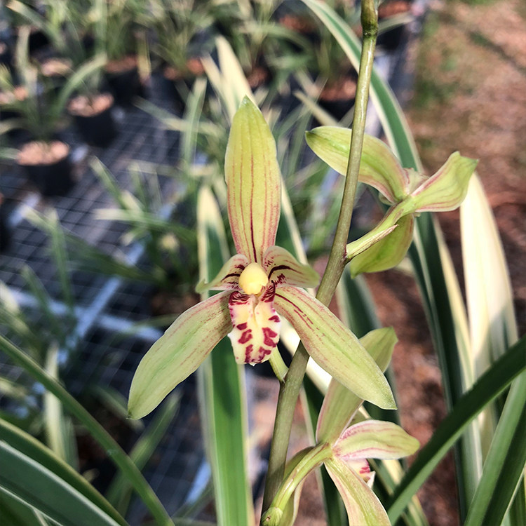 兰花花苗锦旗正品老种建兰四季金边叶艺夏季时令草本花卉