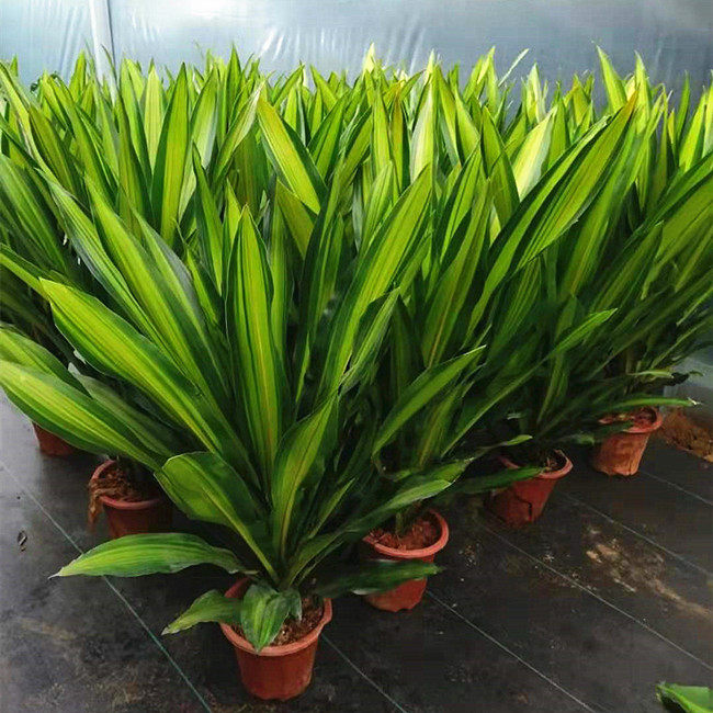 室内幸福树巴西西木盆栽客厅办公室大型绿植进化绿植