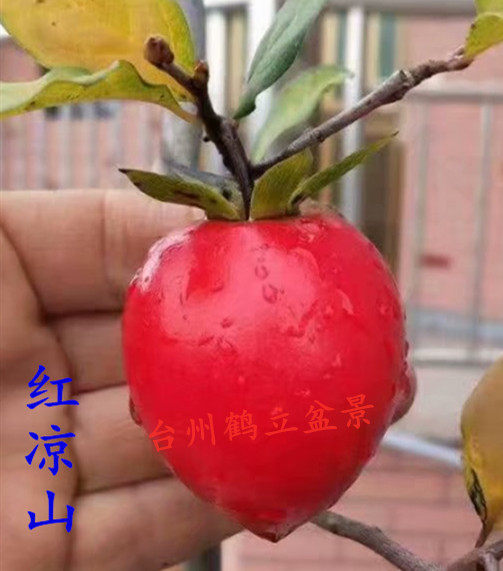 日本扦插苗红凉山淀之雫姬瓢箪红秘宝希望之星老鸦柿小苗盆栽观果