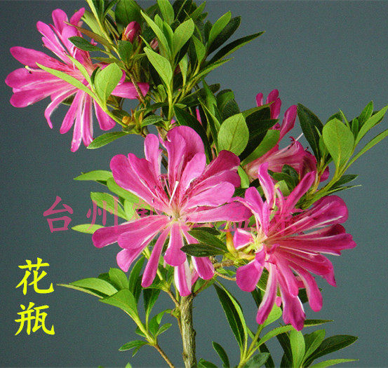 杜鹃皋月日本夏鹃东洋花瓶立山之雪小苗时令草本花卉