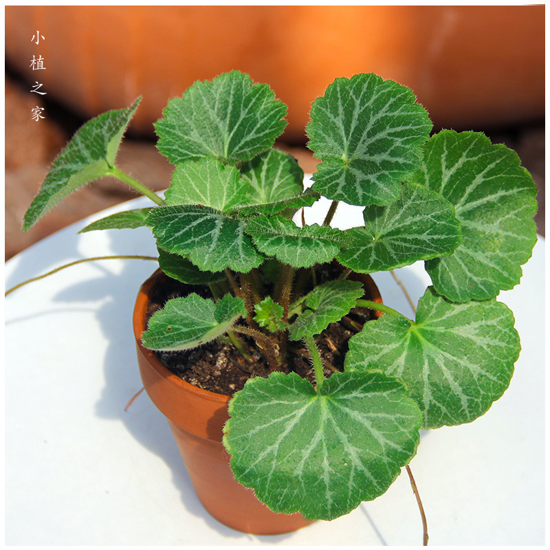 小植之家花叶虎耳盆栽观多年生常绿耐寒寒耐庭院绿植