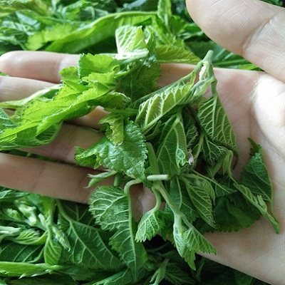 酒店食用桑叶速冻桑芽保健桑树冷冻嫩芽新鲜其它