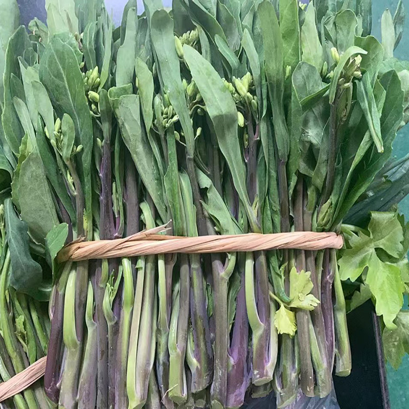 红脚芥蓝菜棉湖产地地直牛肉炒粿条无公害蔬菜广东叶菜类