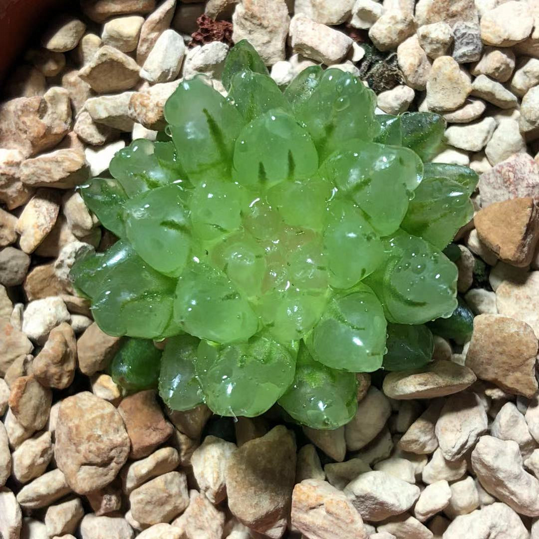 艾上多肉 樱水晶变异 樱变十二卷玉露多肉植物一物一拍满48包邮