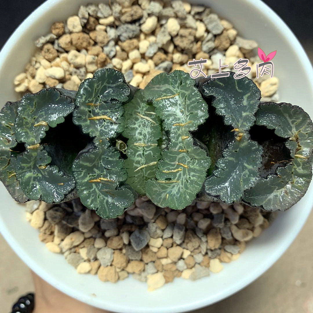 玉扇艾上多肉广重十二植物大型厚叶万象一物多肉植物