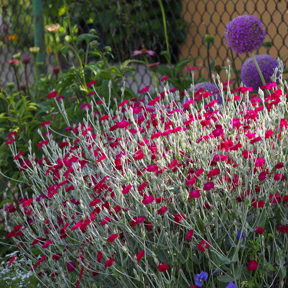 [2盆入]毛叶剪秋罗lychnis coronaria多年生常绿地被银叶耐寒开花
