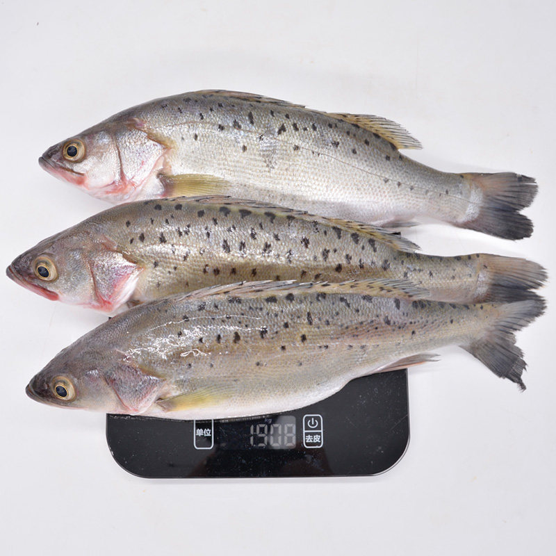 鲈鱼鲜活海鱼新鲜水产海鲜深海七星星海鲈鱼海其它