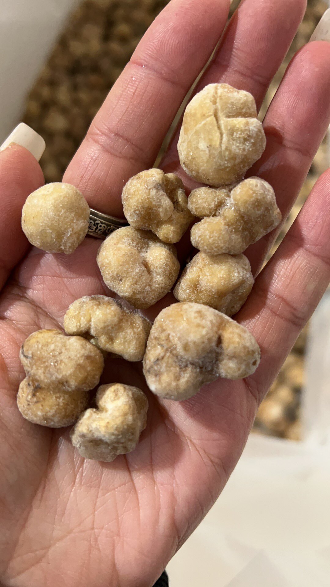 野生云南特产新鲜速冻冻冰鲜白松露食用块菌新鲜松茸