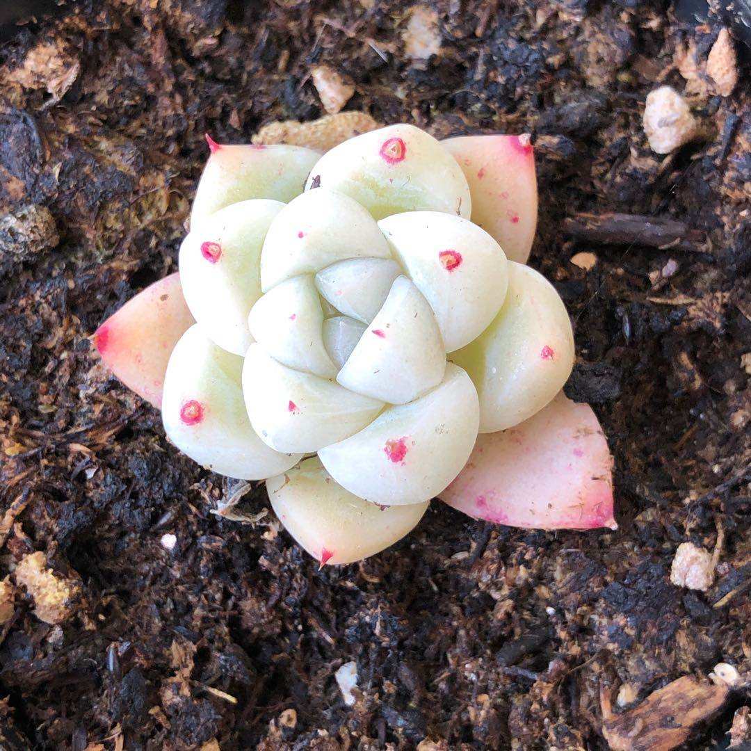 叶插趣 阿尔巴佳人 周正且美丽 【超值】多肉 多肉植物 闭眼入