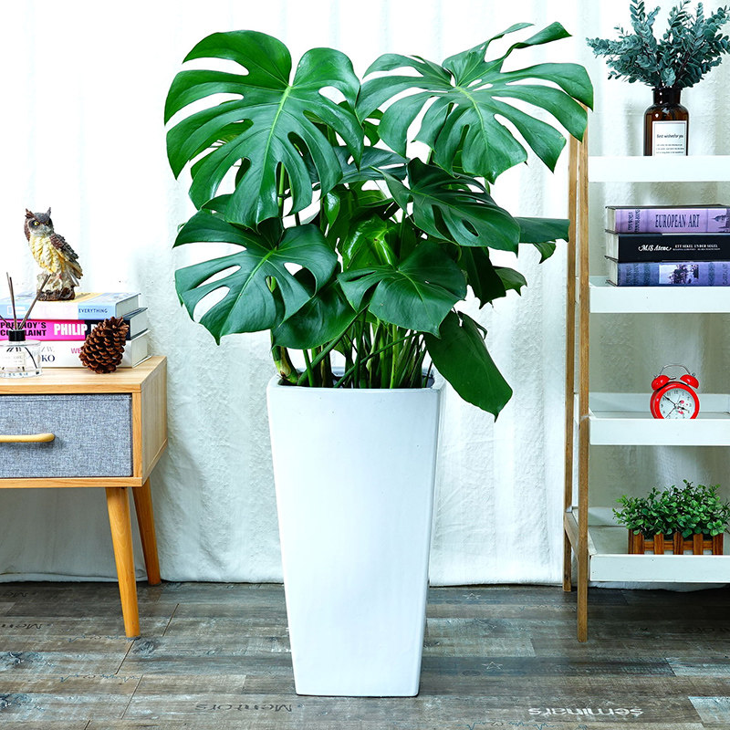 大型绿植龟背盆景花卉其他防辐射前台植物客厅大型绿植