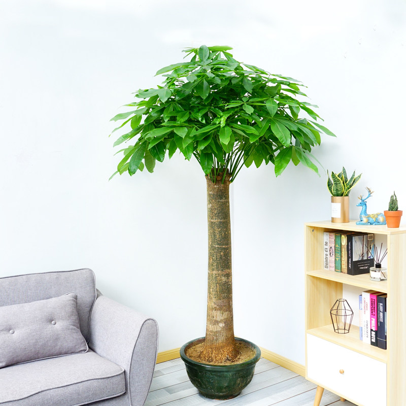 特大型单杆发财树盆栽粗壮好养绿植室内植物盆景大型绿植