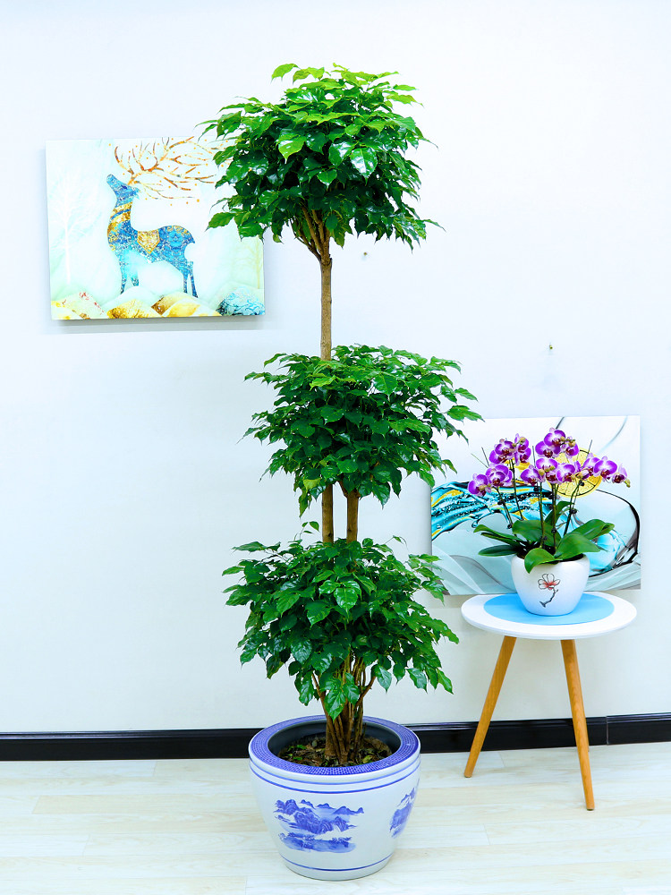 花卉绿宝幸福树盆栽大型植物大树树桩绿植客厅大型绿植