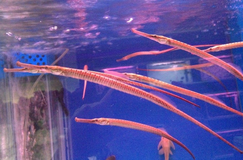 龙鱼海龙淡水海个性观赏鱼热带鱼异型宝咖活体鱼