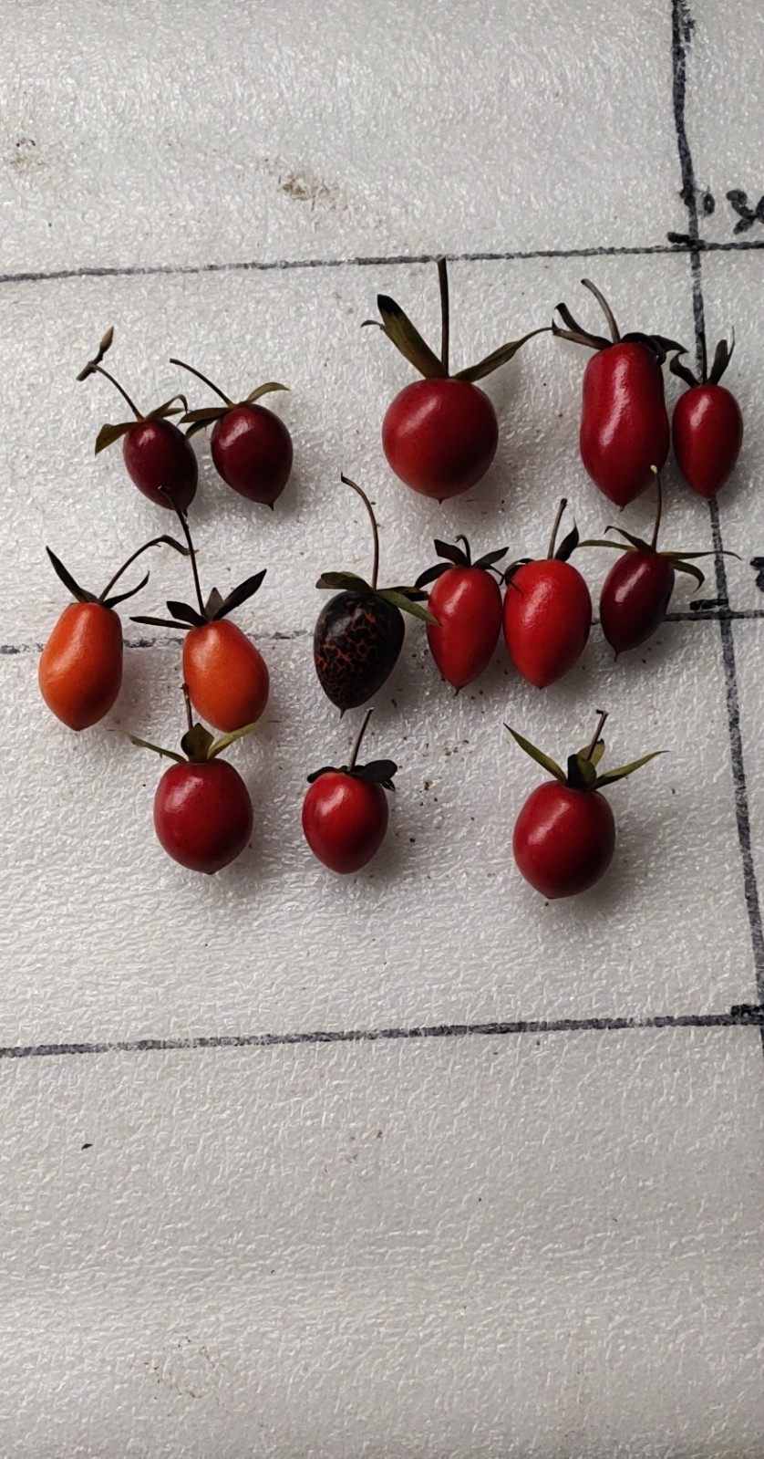 老鸦柿品种果血红大彩果血红血滴子血红彩果黑曜血红大葫芦