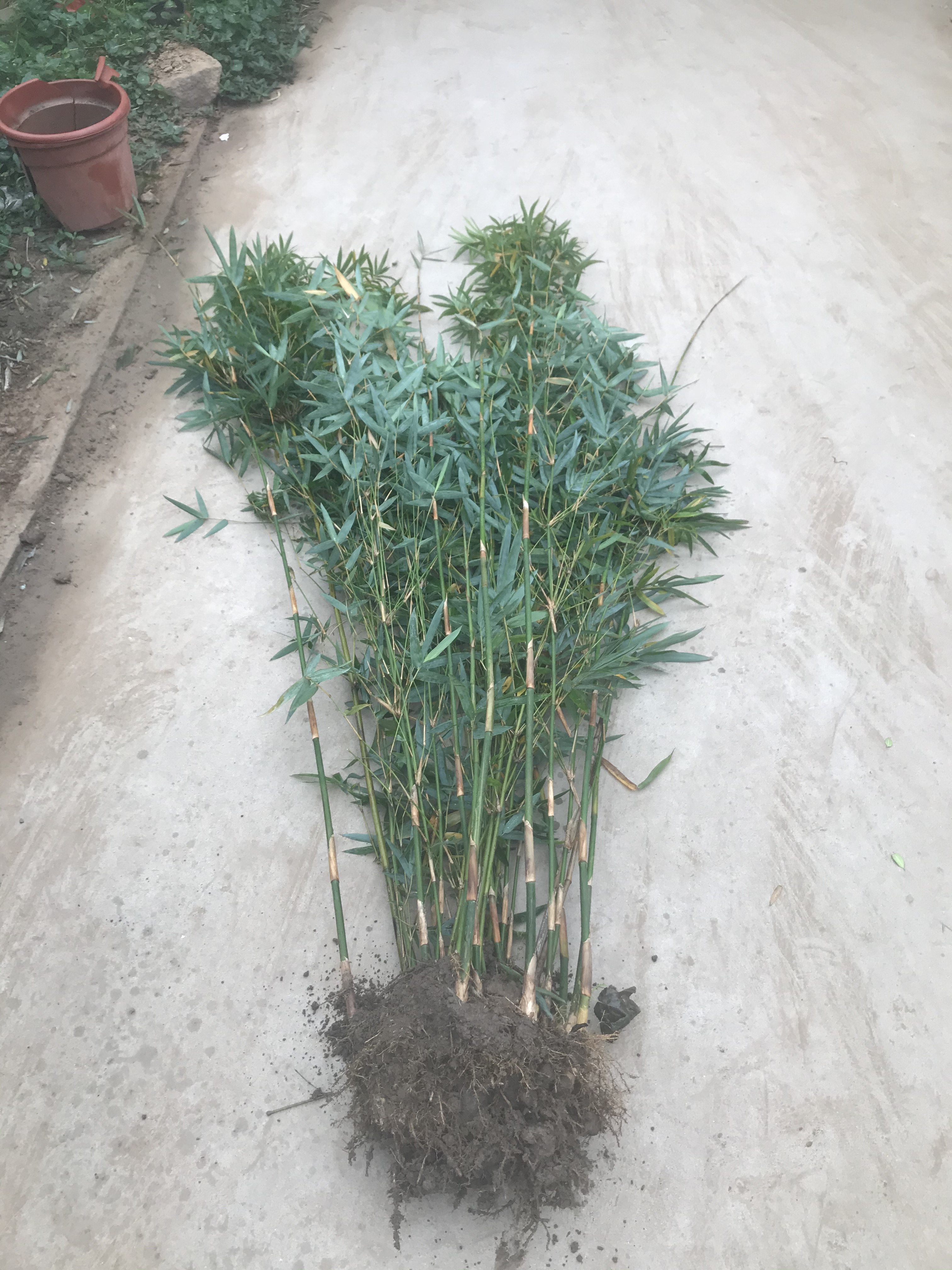 绿化丛生竹子慈孝竹孝顺竹户外庭院植物四季观叶