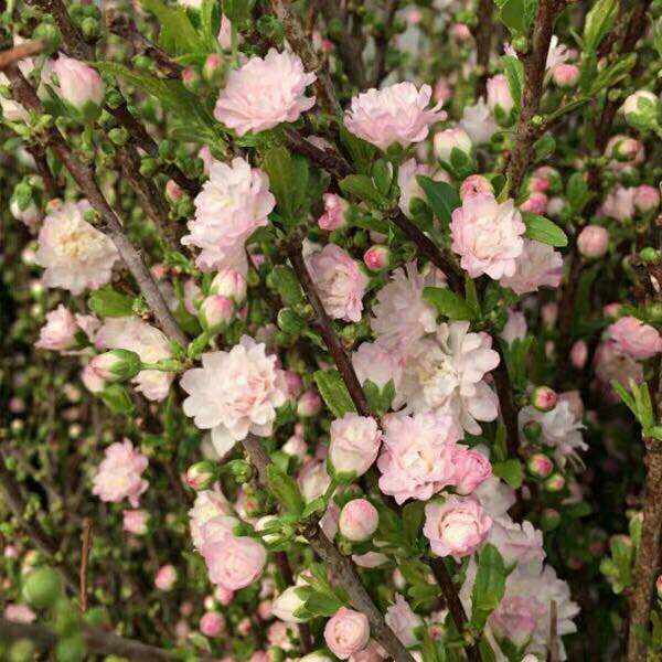 云南昆明鲜花基地直发:重瓣樱花(珍珠李)鲜花枝条