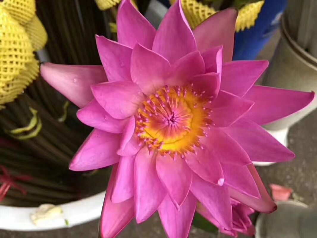 云南香水代理鲜切莲花九品昆明睡莲地直基地鲜花速递同城