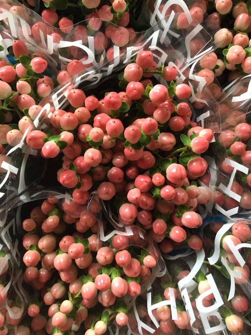 云南豆白冬青国产绿豆豆绿豆粉昆明红豆地直鲜花速递同城