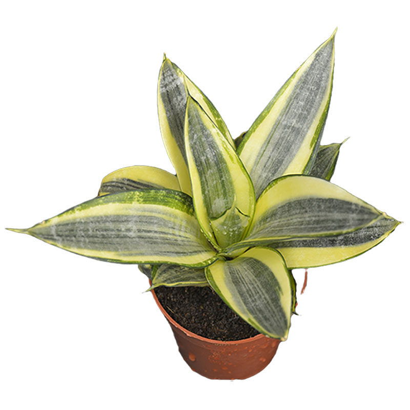 多叶矮脚虎皮兰虎虎耳虎尾哈呢白玉黑金金边绿植