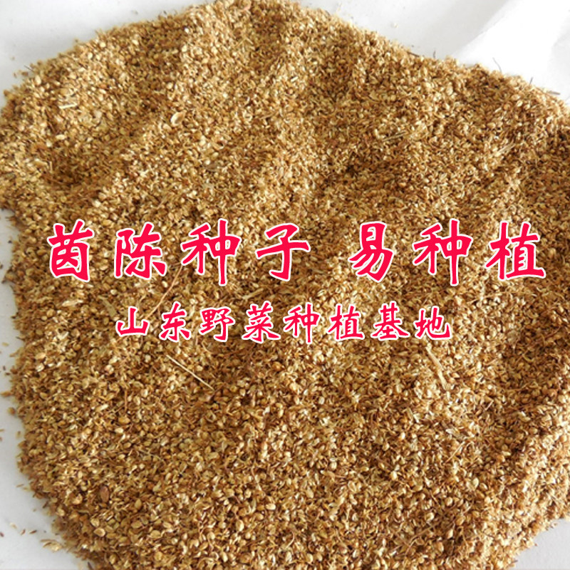 茵陈种子种苗白蒿种籽山东野菜种植基地山野菜家庭园艺种子