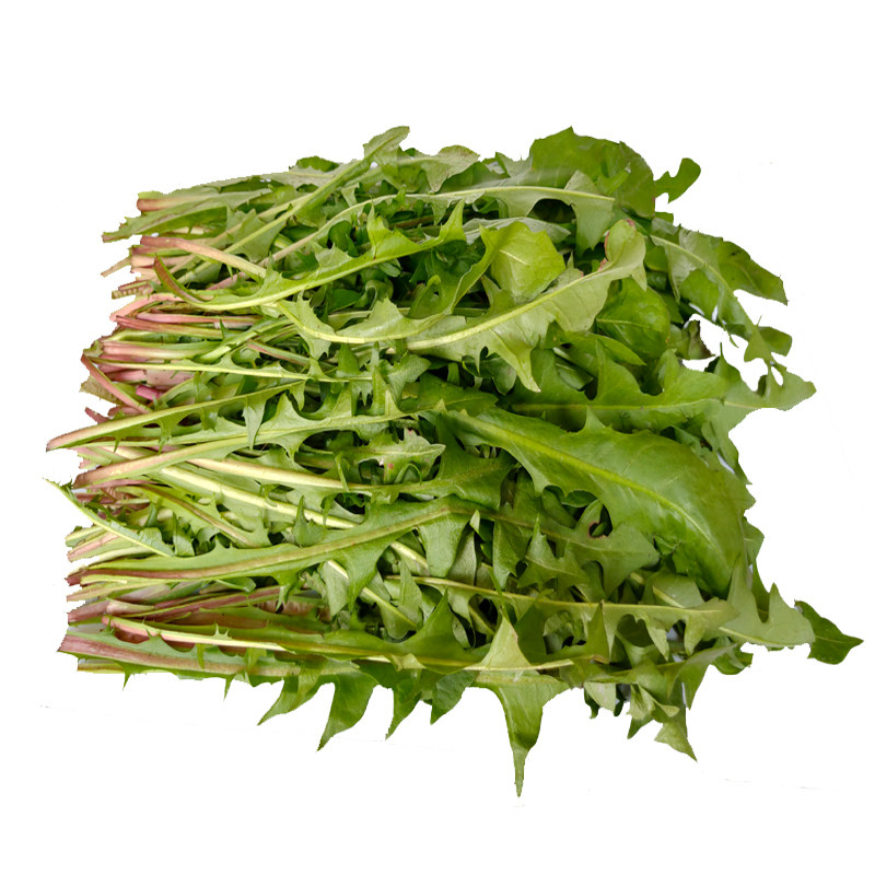 山野菜种植大叶蒲公英种子婆婆丁苗籽阳台盆栽蔬菜家庭园艺种子