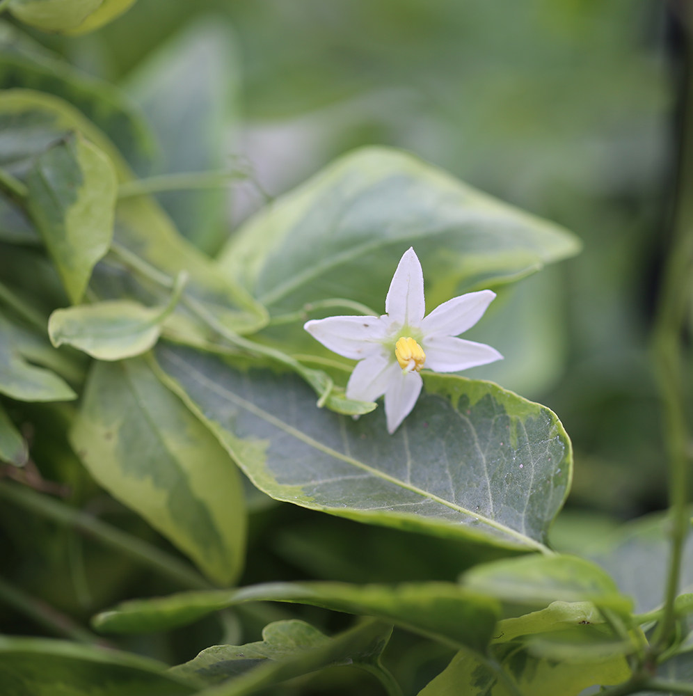 植物花叶悬星金叶悬心奇特观叶植物多年生宿根花苞时令草本花卉