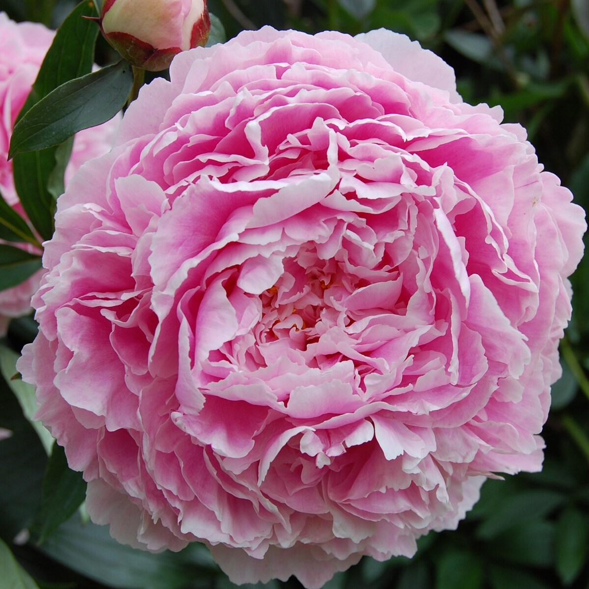 现货进口芍药块根带芽根苗伊藤庭院花园盆栽种球