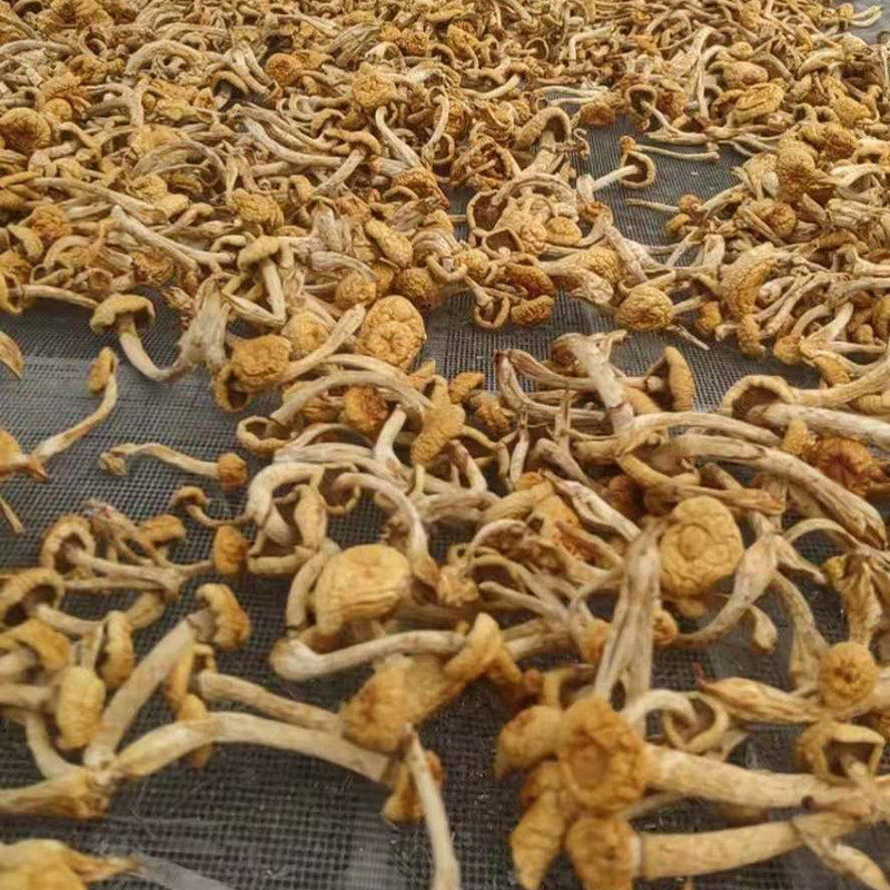 新货大兴安岭特产滑子蘑500g包邮东北小黄干货食用菌香菇类