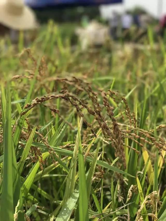 香糯东莞特产枣红糯米米谷煲水煲粥煲汤水稻糯米