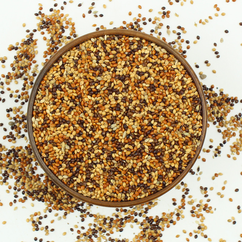 五色黍1斤 鸟食玄凤谷子牡丹粮食文鸟5色黍子鸟粮饲料 500克装