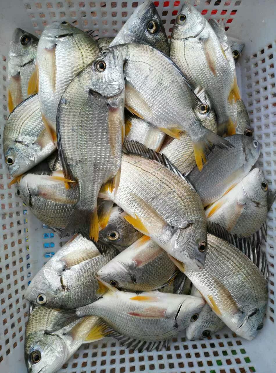 黄脚立鱼 黄鳍鲷鱼 黄翅鱼 新鲜鲜活海鱼 东山岛 野生垂钓 黄立鱼