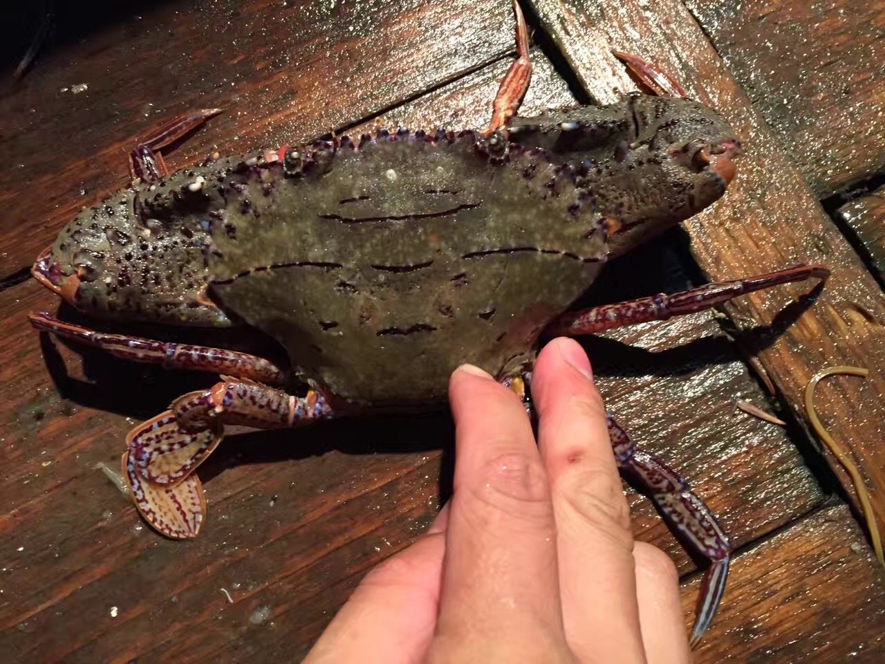 东山岛 4斤全国顺丰 1斤2只 黑蟹 最低3斤起发 包邮 鲜活速冻发货