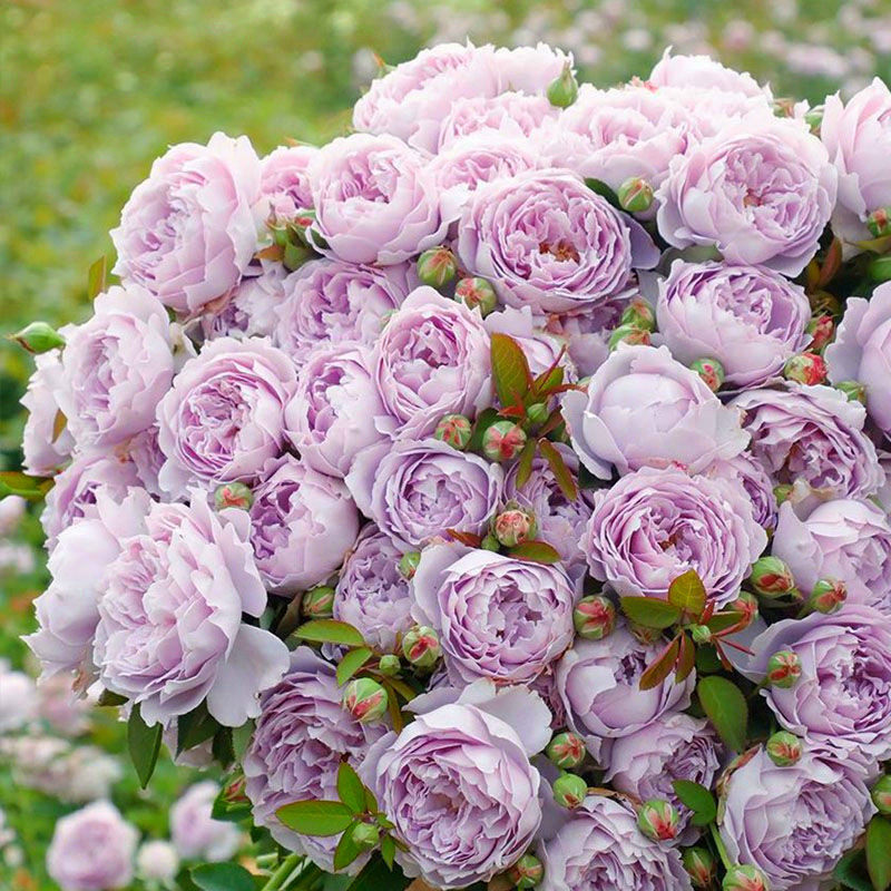 新品灌木空蒙直立月季丰花耐热热波浪花型阳台花卉