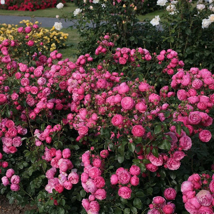月季稀缺品种奥斯汀包子型多头灌木月季花花苗盆栽时令草本花卉