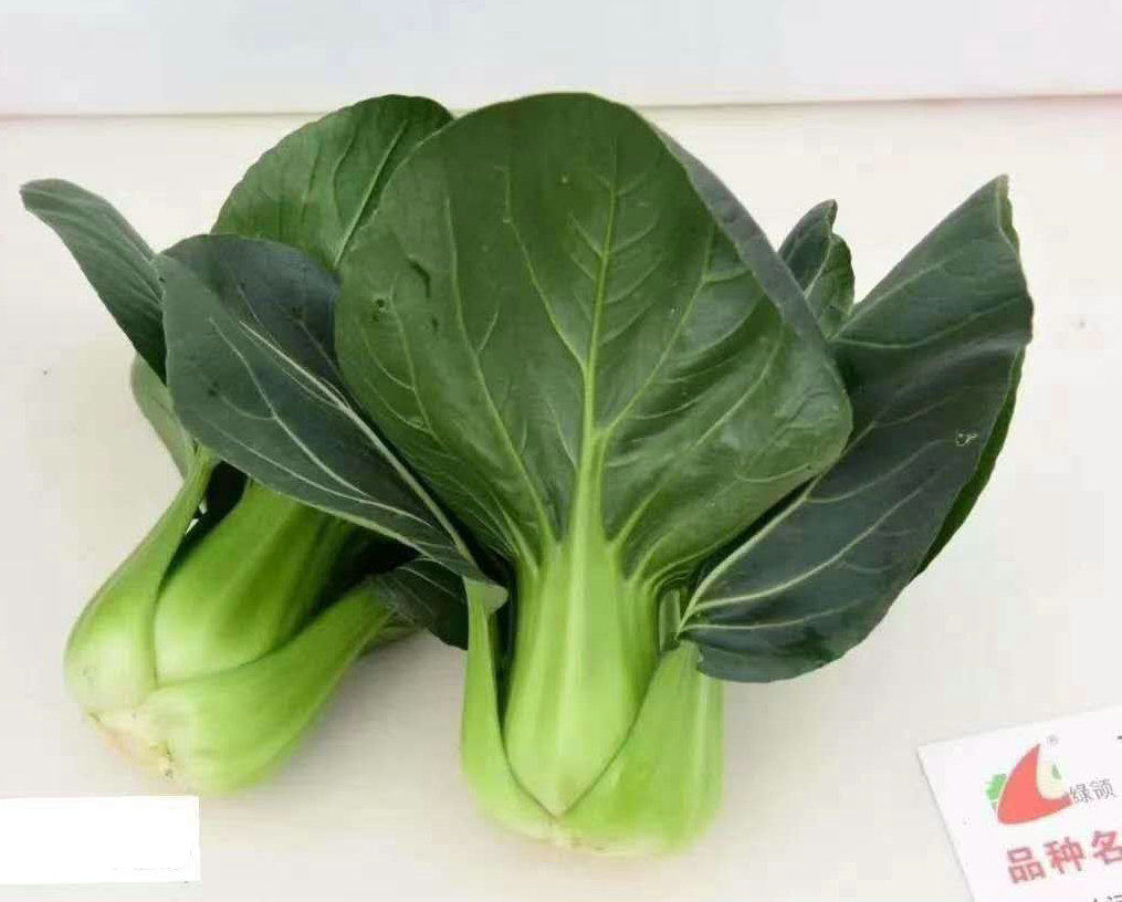 青菜小青种籽苏州菜籽种子绿领苏冠耐寒越冬蔬菜种子