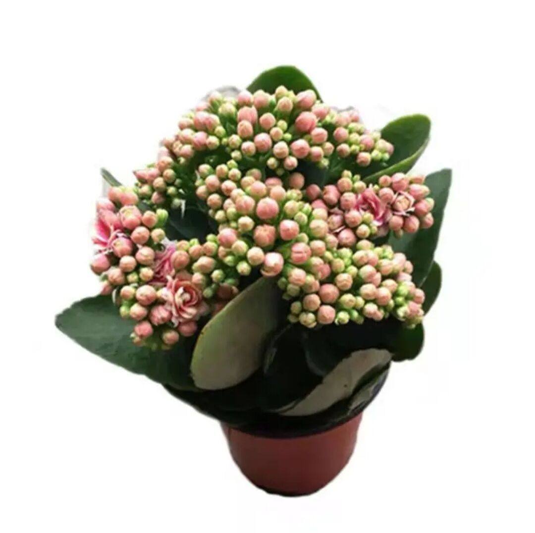 金狐狸长寿花带花苞盆栽重瓣巴黎多肉植物花卉时令草本花卉