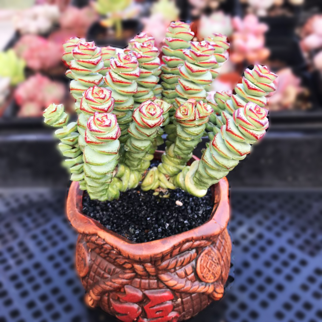 稀有有多植物钱串子老桩办公办公室室内桌面防辐射多肉植物