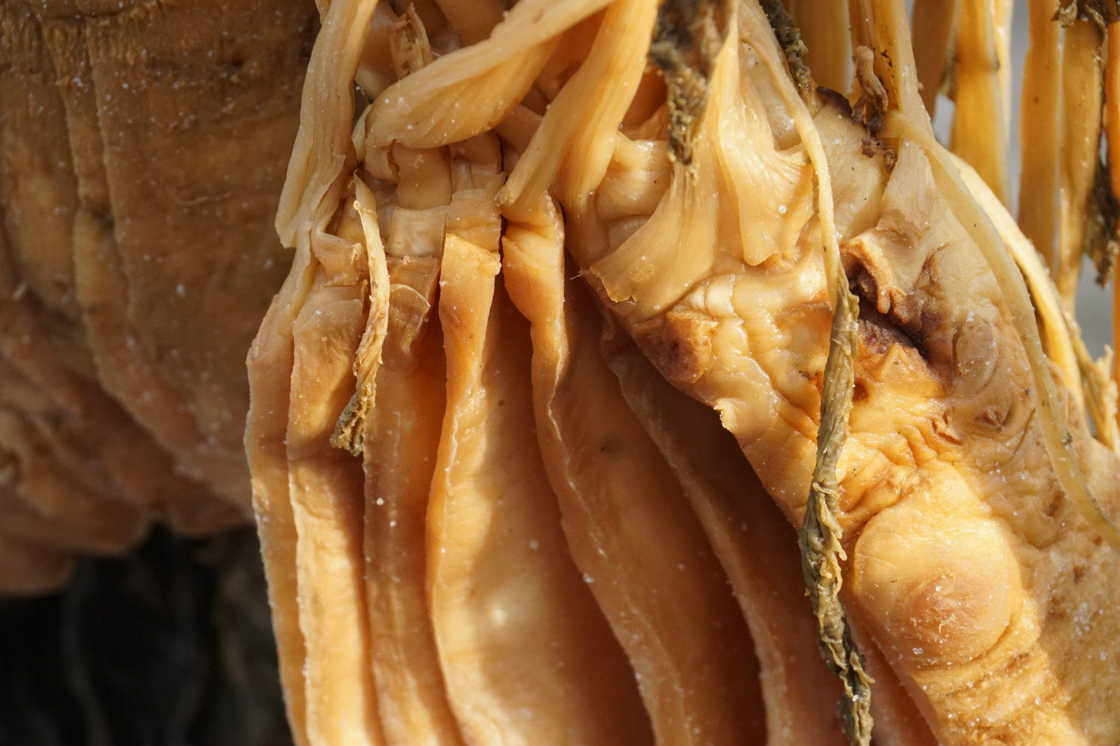 头菜广西梧州贺州地区农家自制咸菜下饭饭菜脱水蔬菜