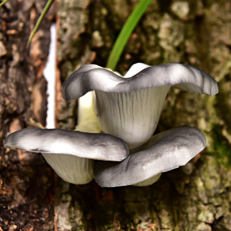 仿真蘑菇平菇菌类香菇蔬菜泡沫假水果模型饭店摆件装饰植物挂样板