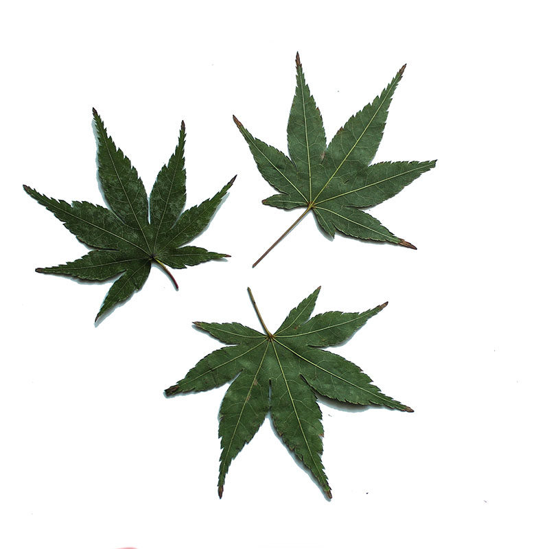 叶子真叶天然枫叶红枫叶干花压花植物教学标本干花