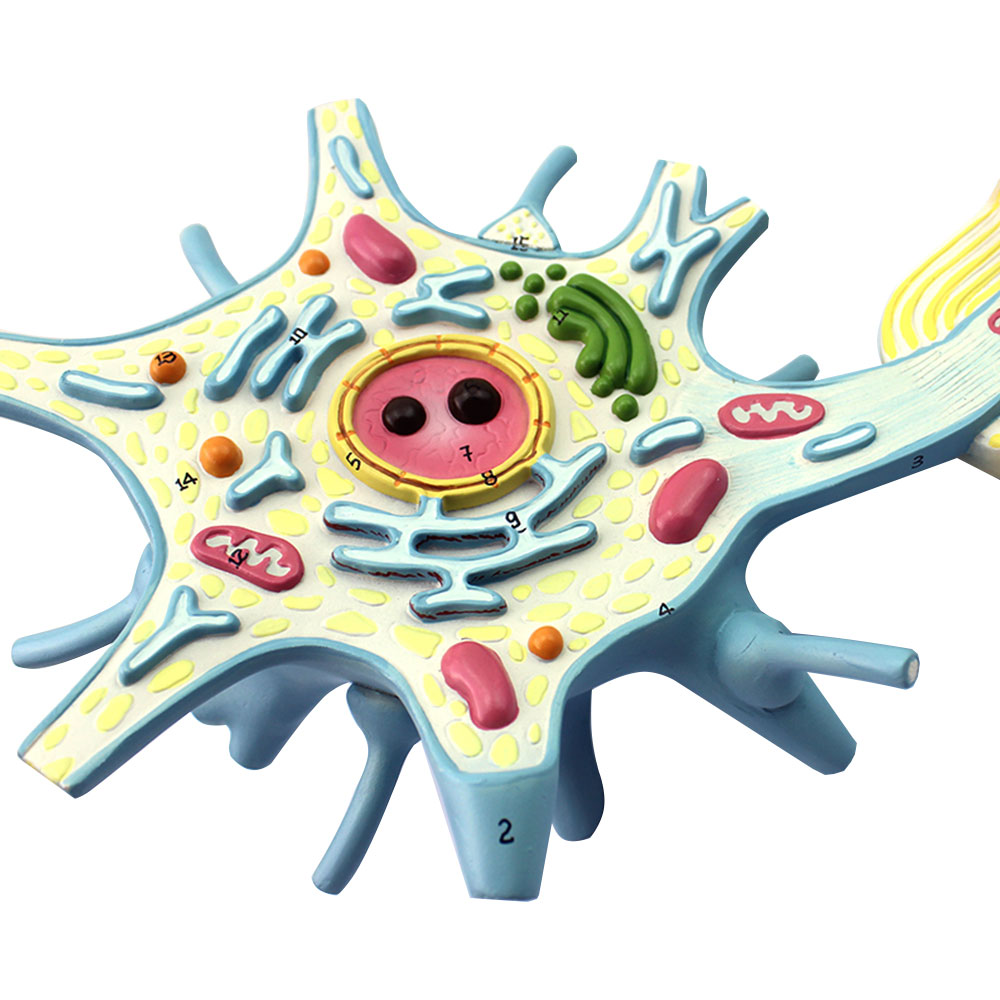 神经元模型橡皮泥图片