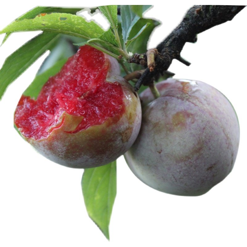 中大水果红心孕妇整箱李子脆甜新鲜当季李当季李子