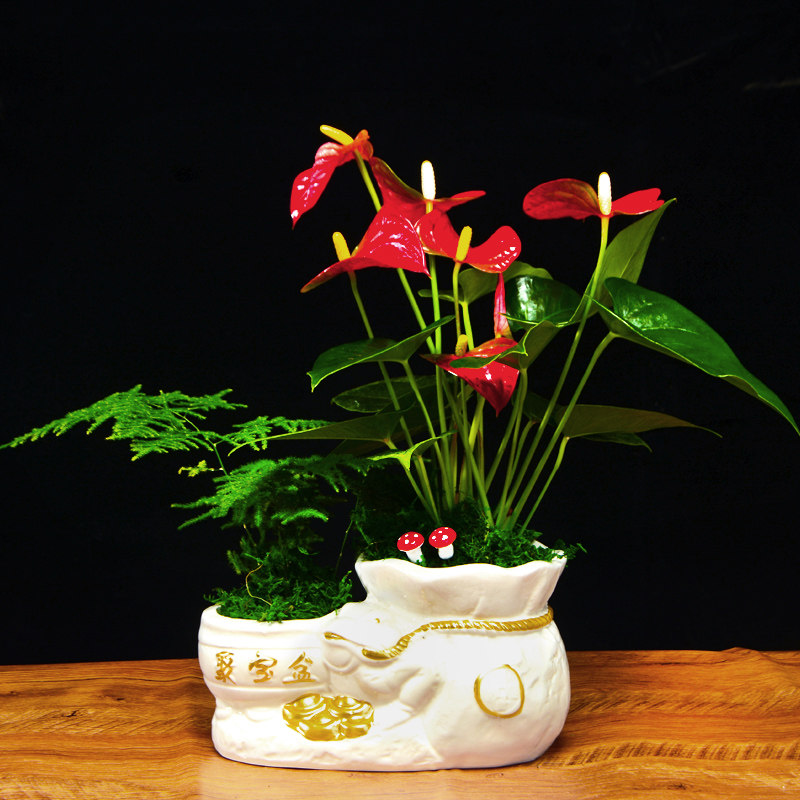 红掌植物室内鸿运当头桌面中国风招财盆景一帆风顺六月雪花卉盆栽